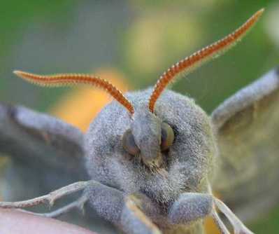 face of a Hawk Moth