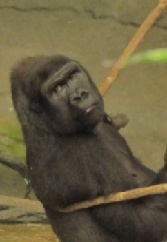 gorilla looking